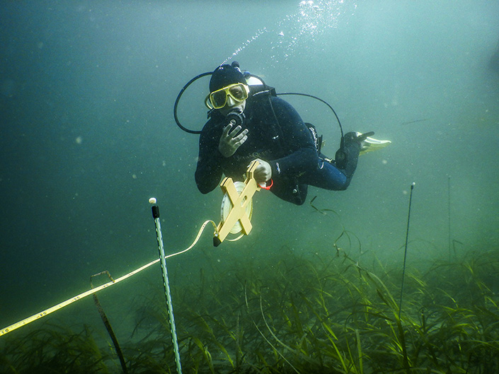 A diver measures eelgrass beds underwater in San Diego.