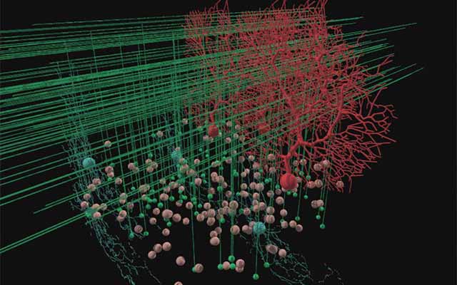 New SDSC Award Provides Easy Path to Supercomputing for Neuroscientists