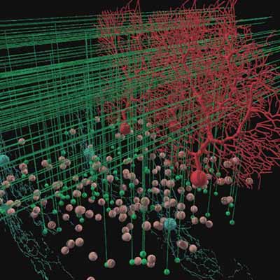 New SDSC Award Provides Easy Path to Supercomputing for Neuroscientists