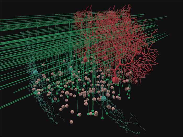 Image: Visualization of 3-D Cerebellar Cortex model