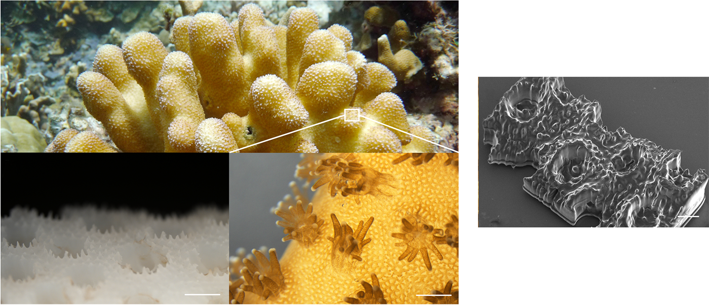 Close-up of coral reef structures at the microscopic level