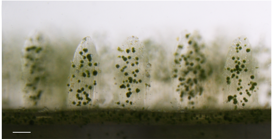 Microscopic view of microalgae growing on 3D printed coral structure