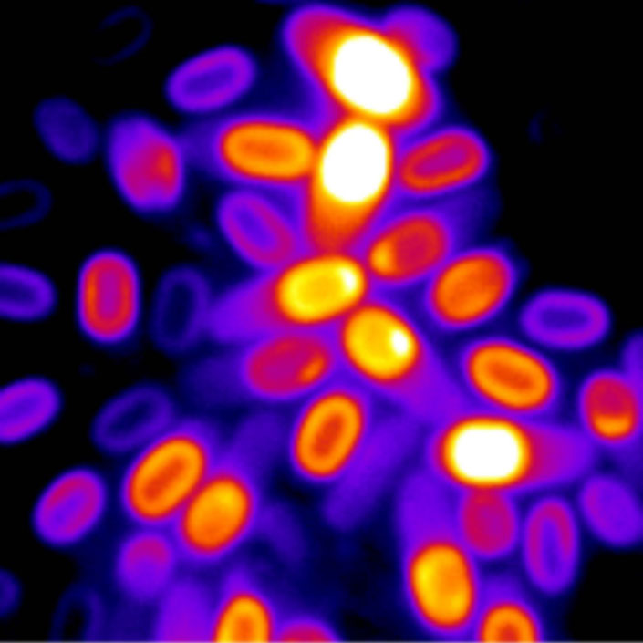 Bean-shaped outlines in various colors ranging from pink to purple, orange and red.