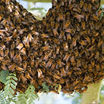 Study Shows Africanized Bees Continue to Spread in California