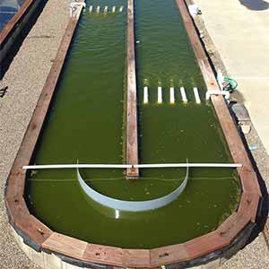 UC San Diego’s Algae Biofuels Program Ranked Best in Nation