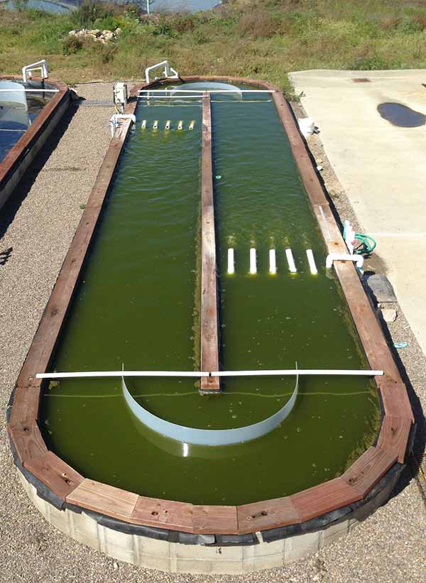 Image: One of the outdoor ponds at UC San Diego used to grow algae for making biofuels