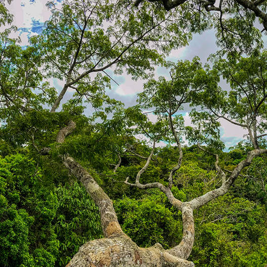 Indigenous Property Rights Protect the Amazon Rainforest