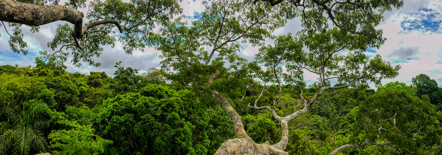 Aerial photo of trees in the Amazon rainforest.