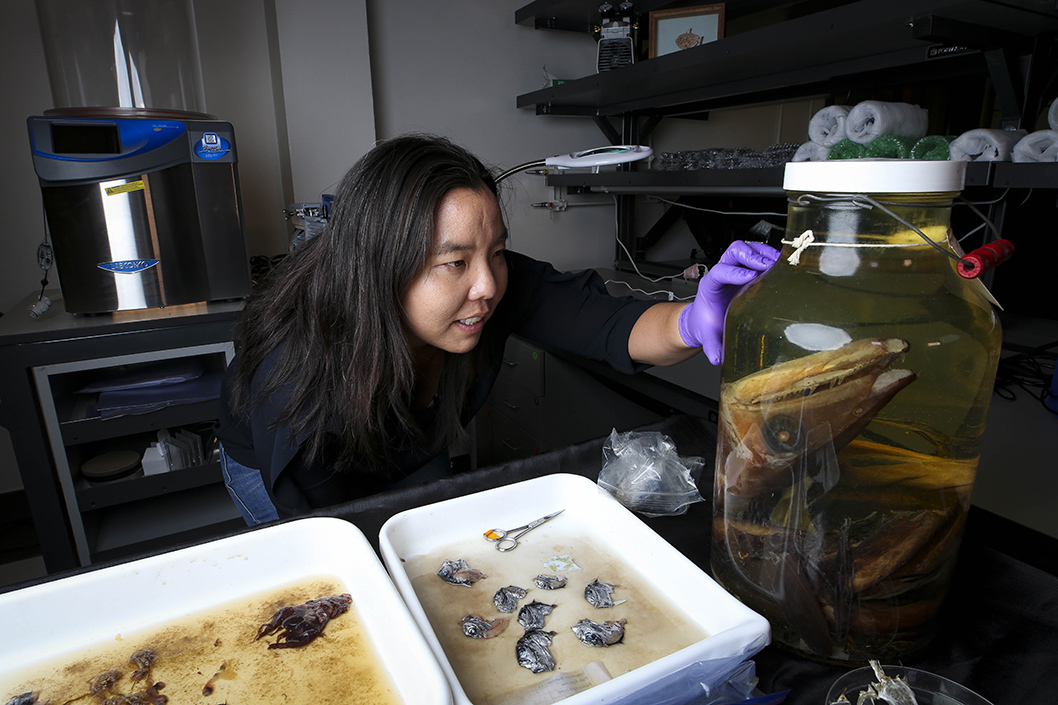 Anela Choy looking at a lancetfish specimen