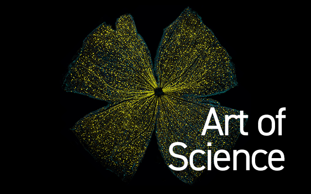 UC San Diego Library Set to Host 2nd Annual Art of Science Contest