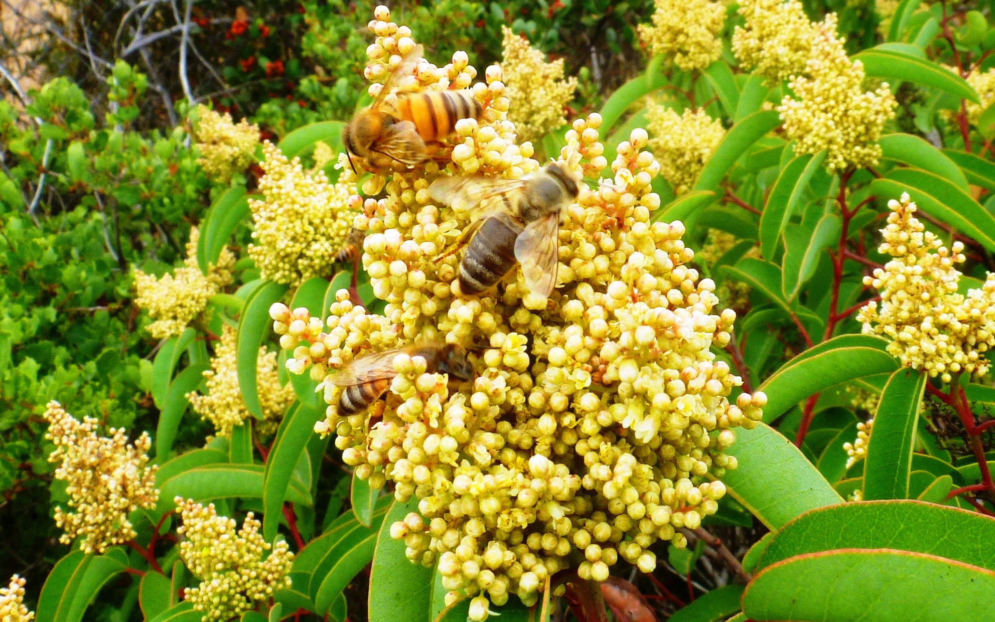 Honey bees on a flowering laurel sumac plant.