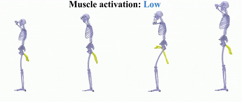 GIF of a skeleton viewed from the side doing squats