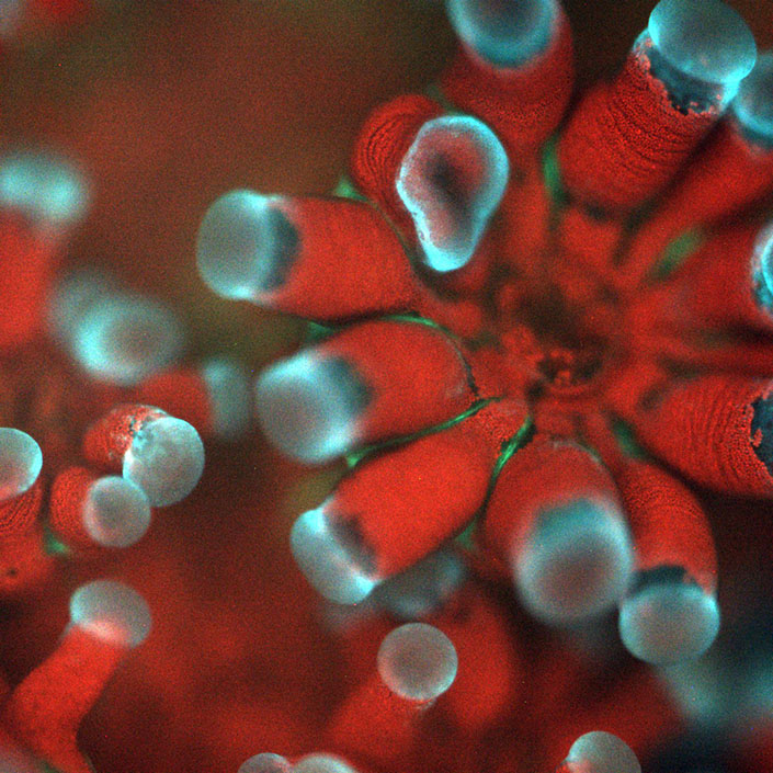 An image of the coral Stylophora pistillata taken by the new microscope. Each polyp has a mouth and a set of tentacles, and the red dots are individual microalgae residing inside the coral tissue.