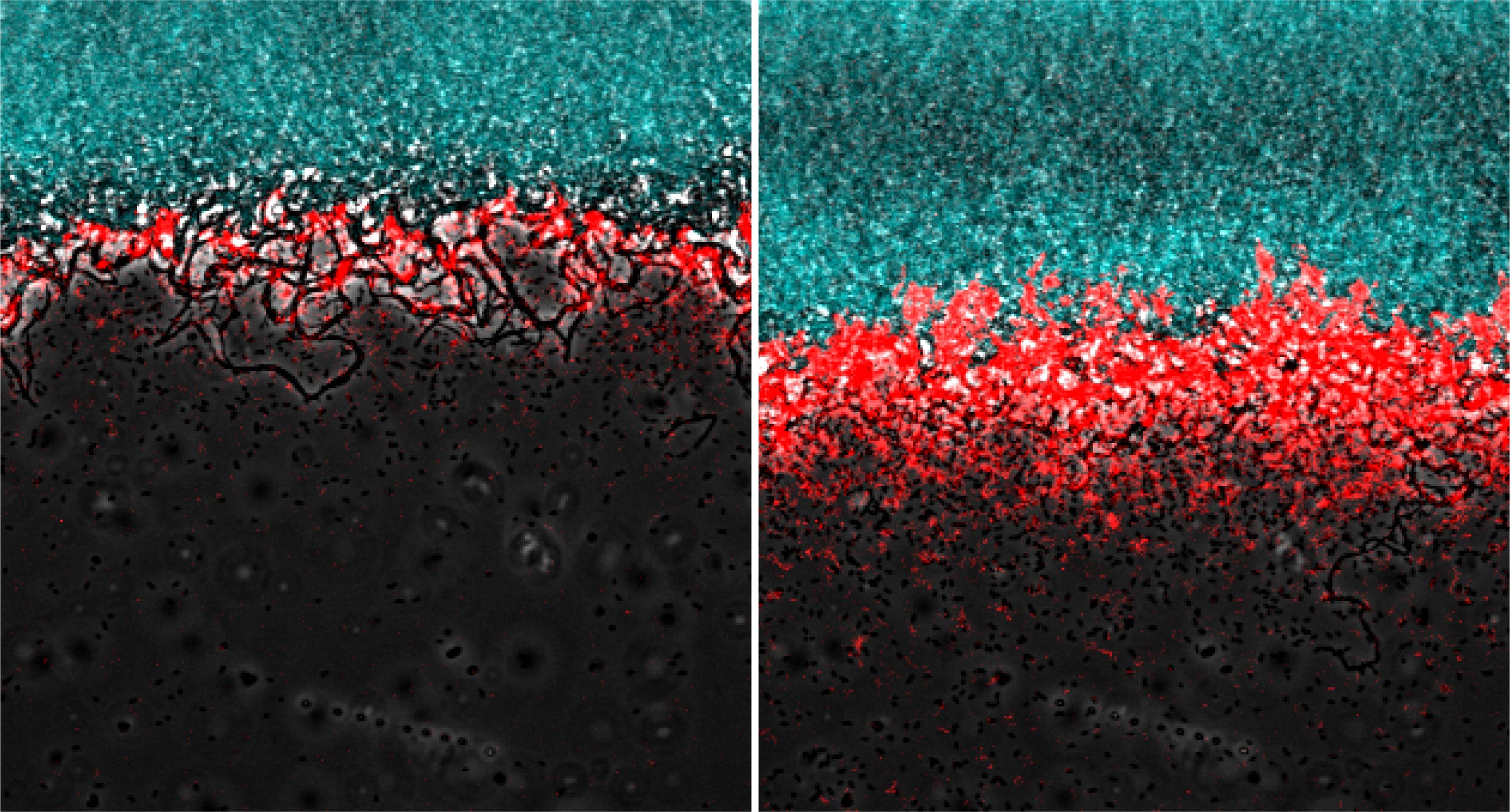 Bacteria Recruit Other Species with Long-Range Electrical Signals