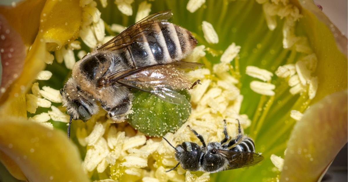 Bee-lieve It or Not: 8 Fascinating Bee Facts for World Bee Day – San ...