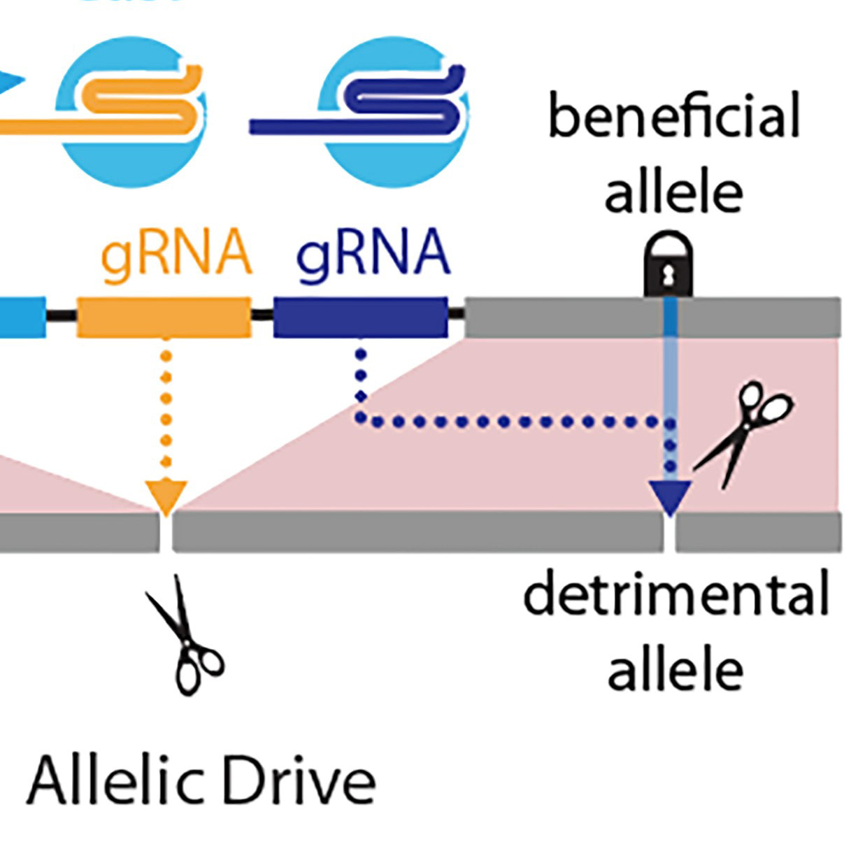 Next-generation Gene Drive Arrives