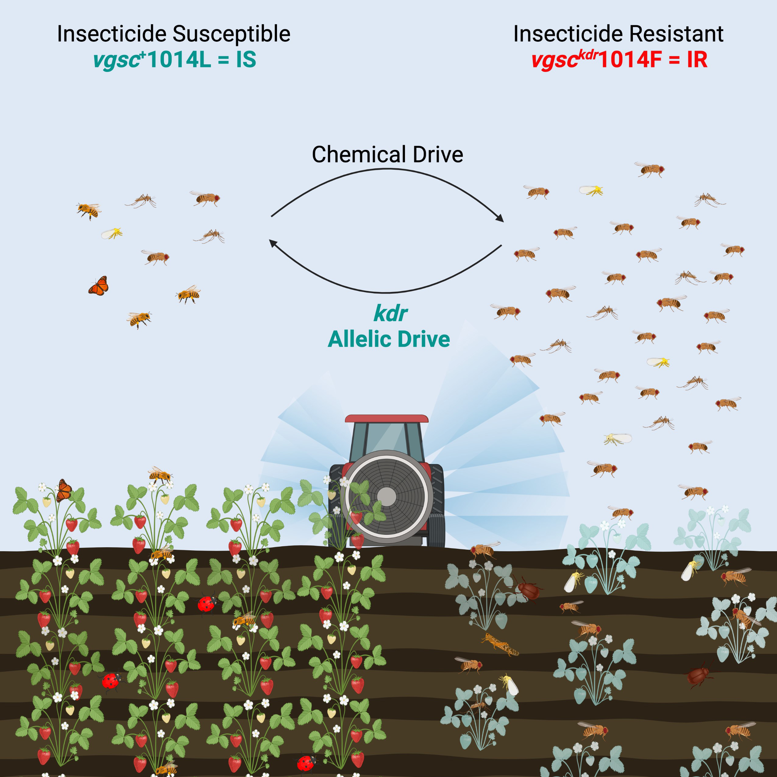 Genetic Strategy Reverses Insecticide Resistance