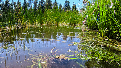 A newly released Mountain Yellow-legged Frog rests in a lake, while others are gently reintroduced in the background.