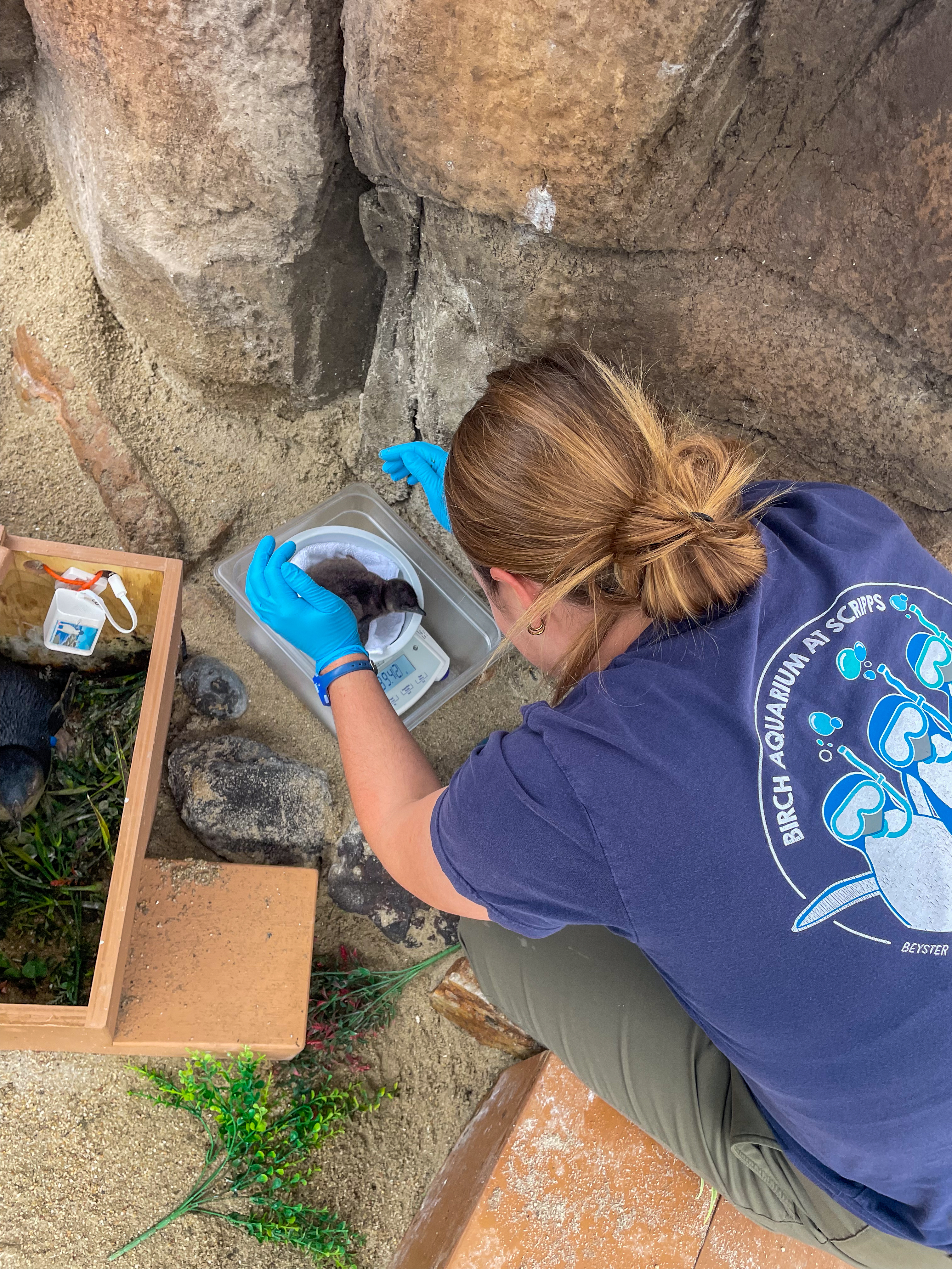A Penguin Care Team member at Birch Aquarium weighs a penguin chick during a brief health check before returning it to its parents.