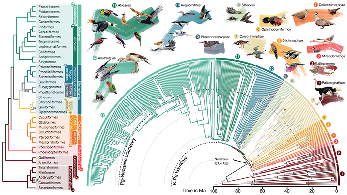 Detailed chart connecting evolutionary relationships between various bird species.