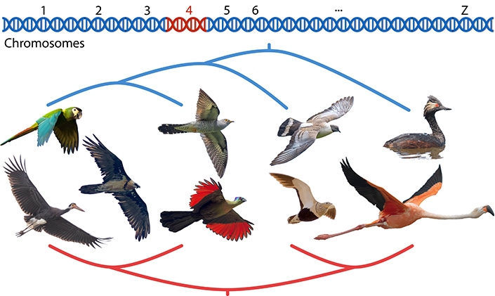 Drawing of different birds and a chromosome