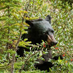 Study Finds Black Bears in Yosemite Forage Primarily on Plants and Nuts