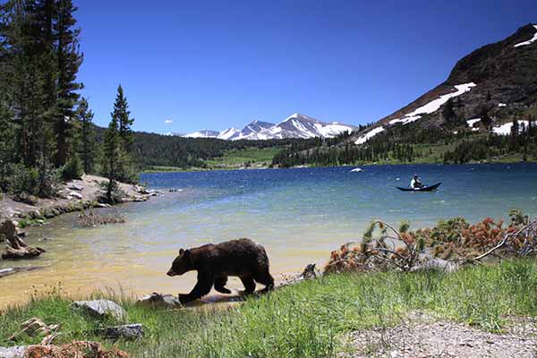 Image: Black Bear Yosemite