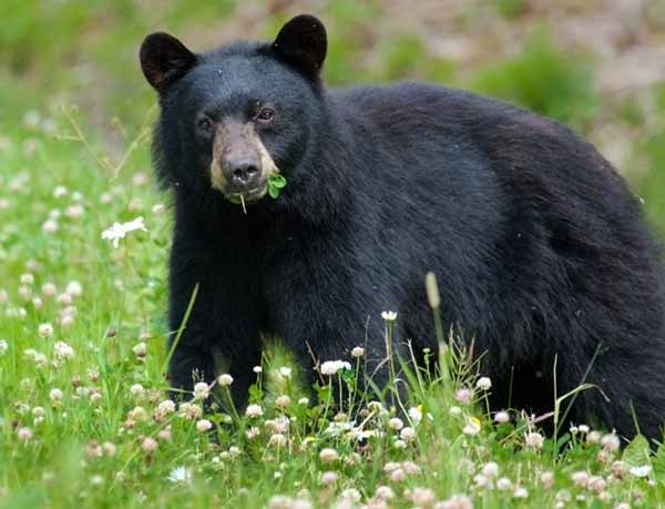 Image: Black Bear eating