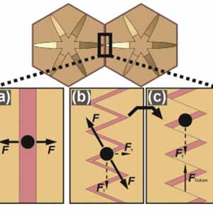 Boxfish Shell Inspires New Materials for Body Armor and Flexible Electronics