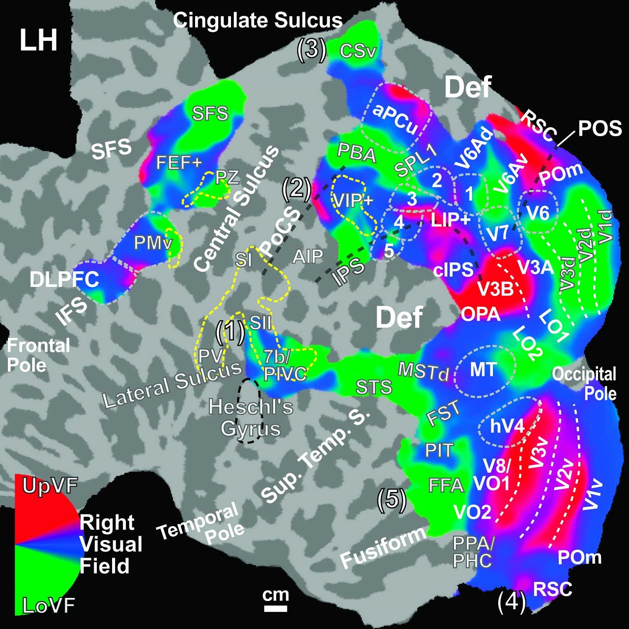 Scientists Construct Google-Earth-like Atlas of the Human Brain