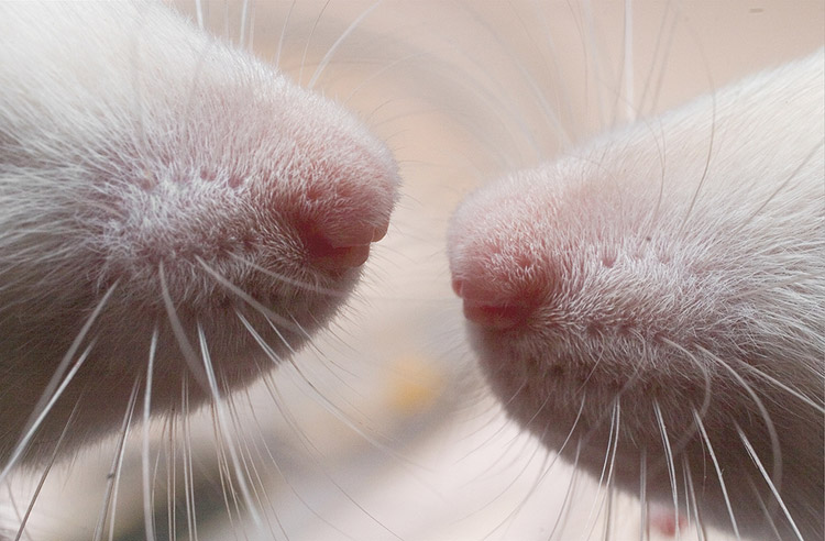 Image: Rodents explore their world with their snouts
