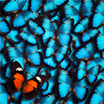 X-Ray Snapshot of Butterfly Wings Reveals Underlying Physics of Color