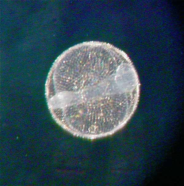 Image: 'C-O sole' Pleuronichthys coenosus
