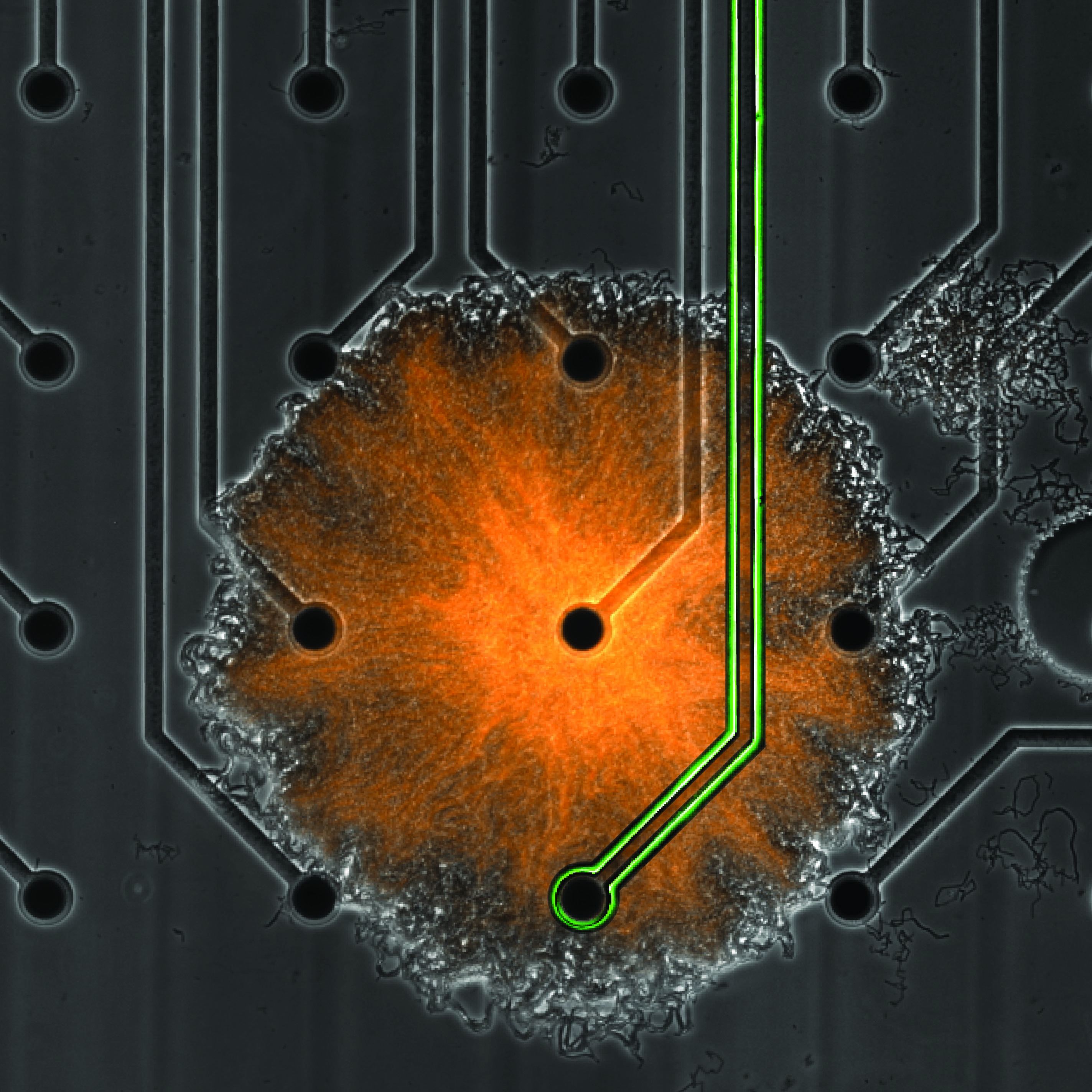 Researchers Manipulate Demographic of Bacterial Community with Novel Electronic Technology