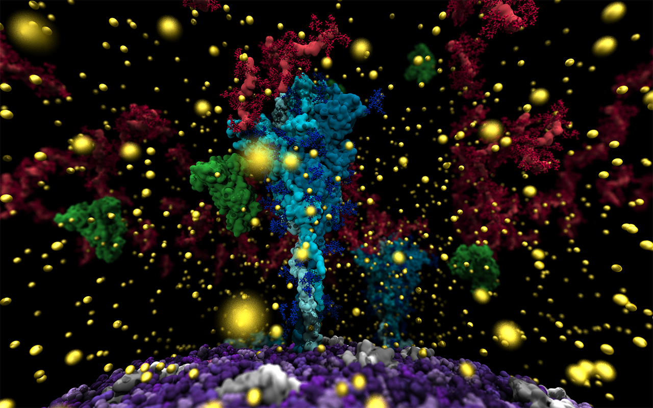 Visualization of the virus’ spike protein surrounded by mucus molecules and calcium ions.