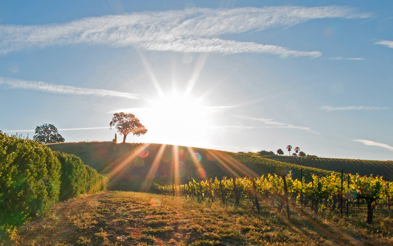 California sunrise over Paso Robles vineyard