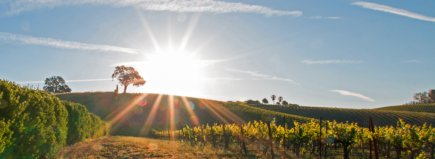 California sunrise over Paso Robles vineyard
