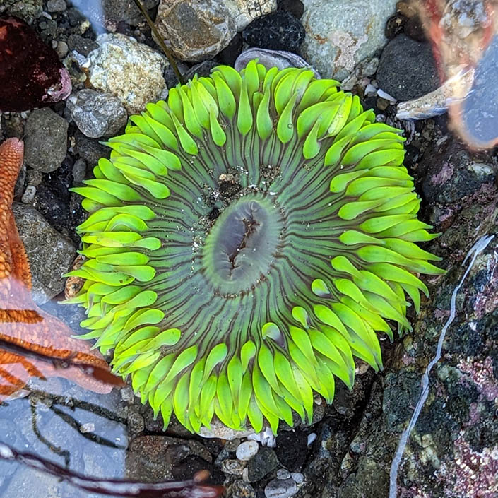 A striking, neon-green sea anemone in a tide pool
