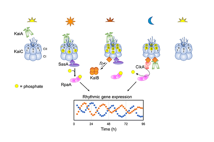 Dissecting The Circadian Clock In Real Time