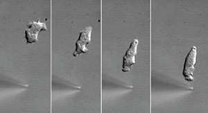 Image: Sequential images, from left to right, of a Dictyostelium cell migrating towards a chemical cue emitted from the needle