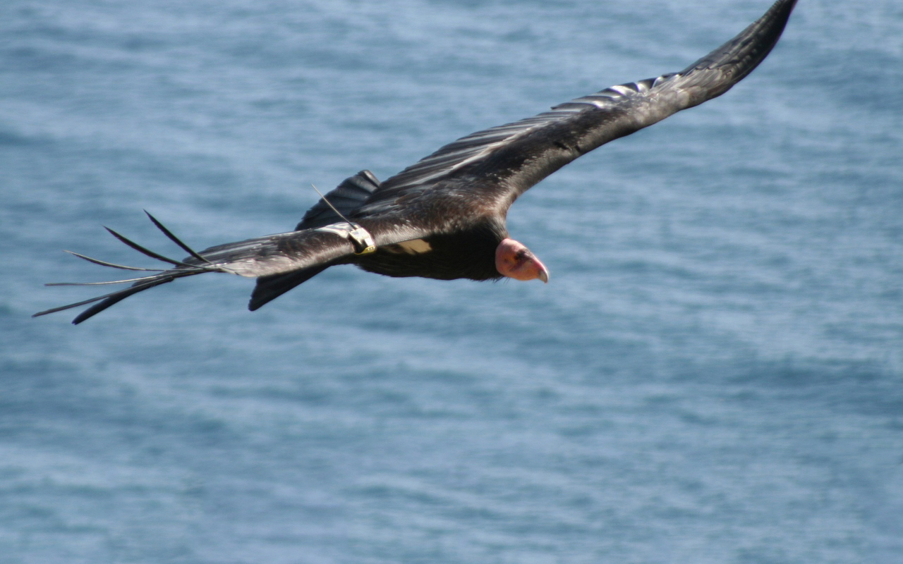 Contamination from Marine Mammals May Hamper Recovery of California Condors