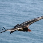 Contamination from Marine Mammals May Hamper Recovery of California Condors