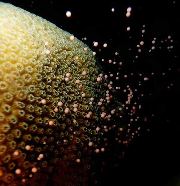 Image: coral reef and coral larvae 