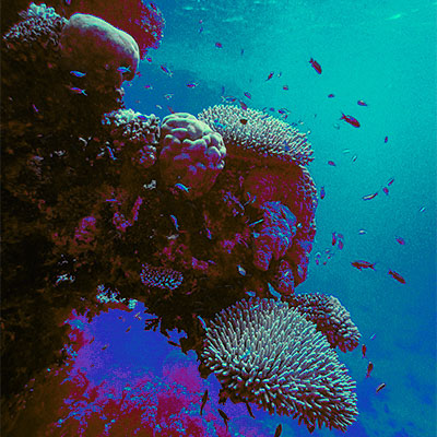 Stylized image of coral reef