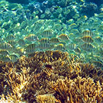 Disappearance of Coral Reefs, Drastically Altered Marine Food Web on the Horizon