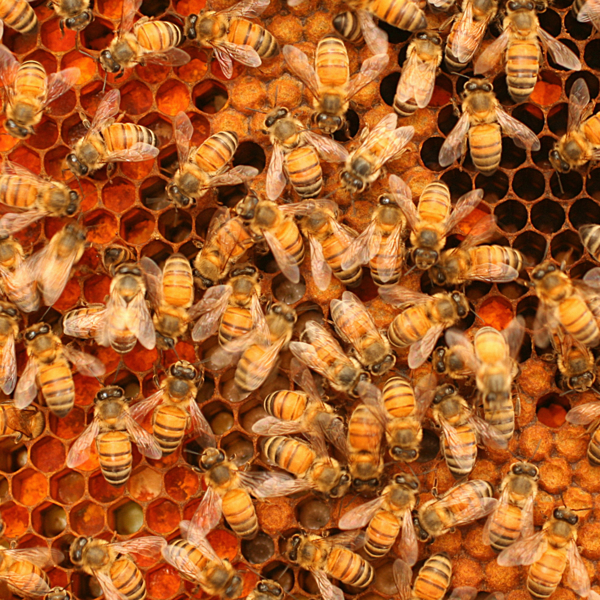 Size Matters for Bee ‘Superorganism’ Colonies