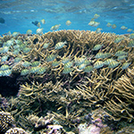 Fluorescent Light Revealed as Gauge of Coral Health