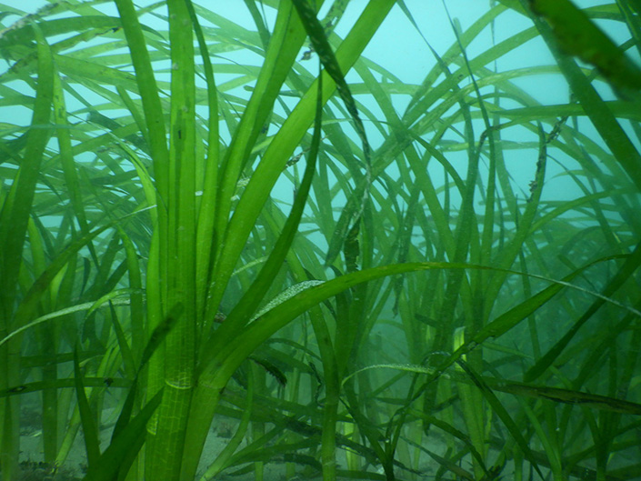 An underwater view of seagrass growing off La Jolla.