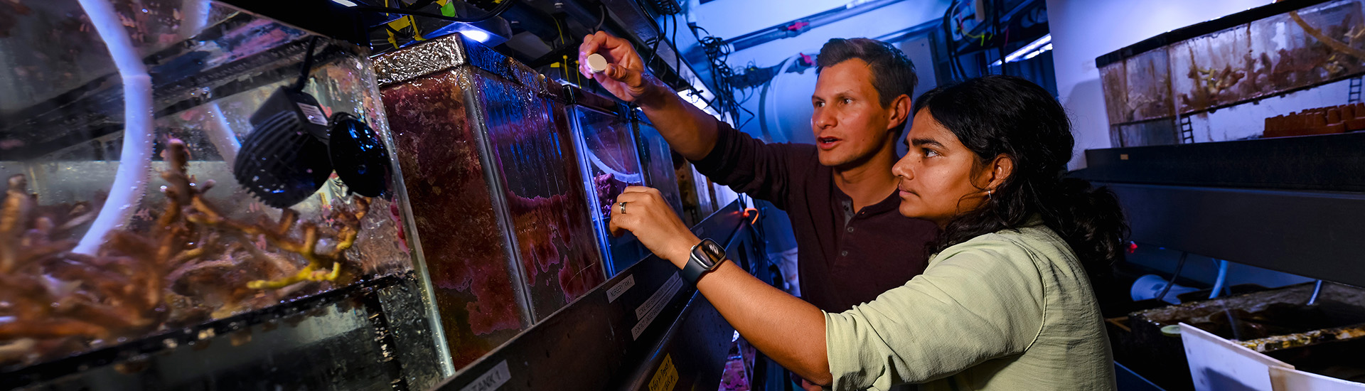 Two researchers examine corals in large glass tanks