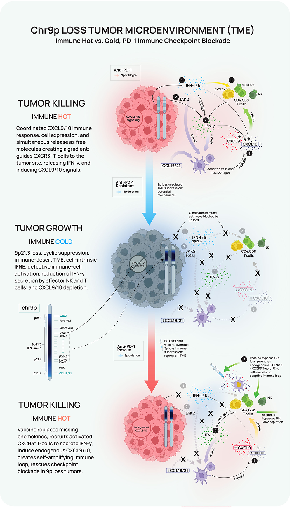 Diagram compares 3 tumor microenvironments